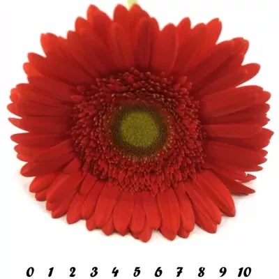 Gerbera GR BELCANTO 