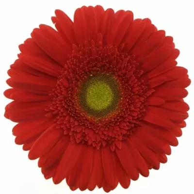 Gerbera GR BELCANTO 