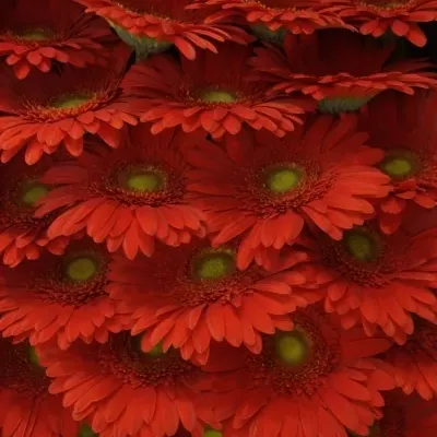 Gerbera GR BELCANTO 