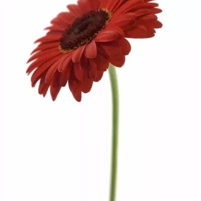 Gerbera GR BELLEZZA