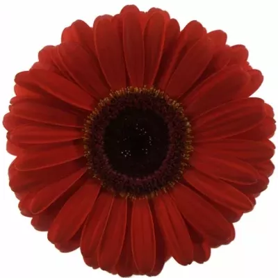 Gerbera GR BELLEZZA