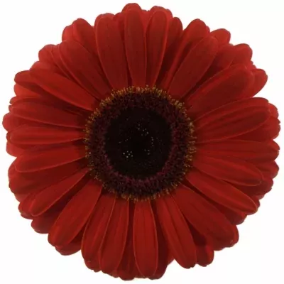 Gerbera GR BELLEZZA