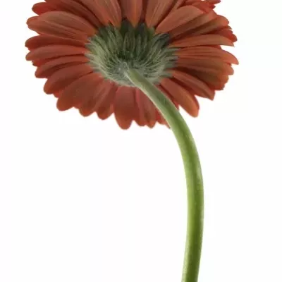 Gerbera GR BELLEZZA