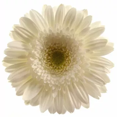 Gerbera GR BIANCA 10cm