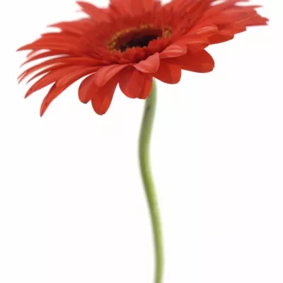 Gerbera GR BINTANG 10cm