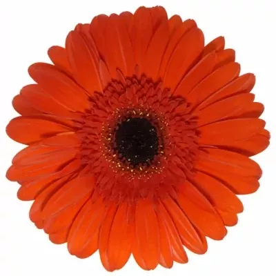 Gerbera GR BINTANG 10cm