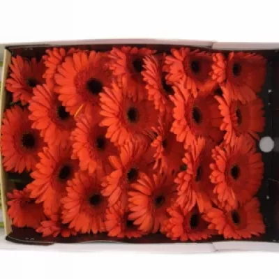 Gerbera GR BINTANG 10cm