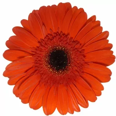 Gerbera GR BINTANG 10cm