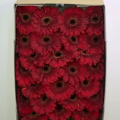 Gerbera GR BLACK OUT 10cm