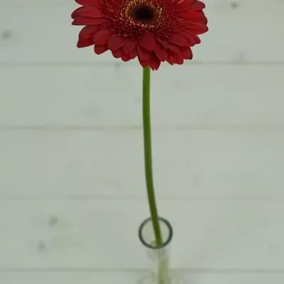 Gerbera GR BLACK OUT 10cm