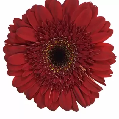 Gerbera GR BLACK OUT 10cm