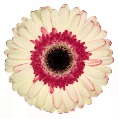 Gerbera GR BLENDSTAR 10cm