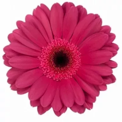 Gerbera GR BLUE EYE 10cm