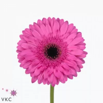 Gerbera GR BRAVOURE