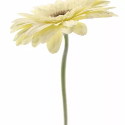 Gerbera GR BRENDA