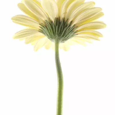 Gerbera GR BRENDA