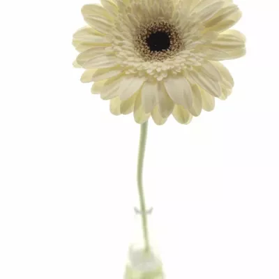 Gerbera GR BRENDA