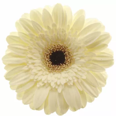 Gerbera GR BRENDA