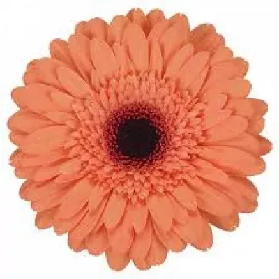 Gerbera GR BRIGHTON