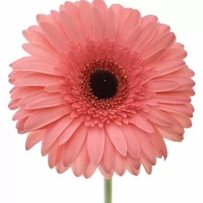 Gerbera GR BUBBLEGUM 10cm