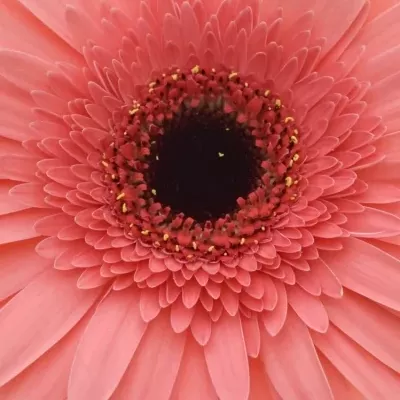 Gerbera GR BUBBLEGUM 10cm