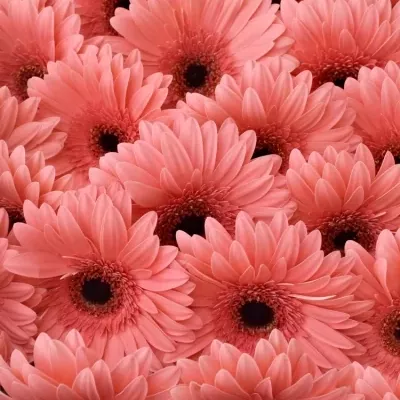 Gerbera GR BUBBLEGUM 10cm