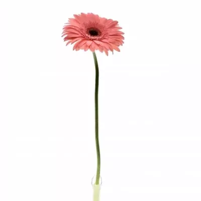 Gerbera GR BUBBLEGUM 10cm