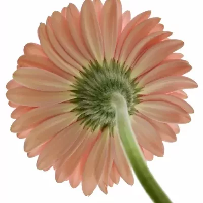 Gerbera GR BUBBLEGUM 10cm