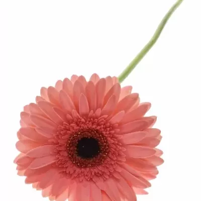 Gerbera GR BUBBLEGUM 10cm