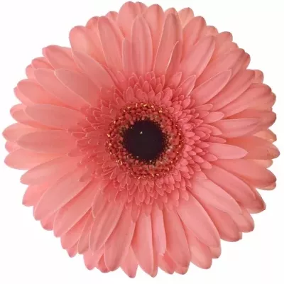 Gerbera GR BUBBLEGUM 10cm