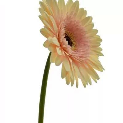 Gerbera GR CAFE DEL MAR 10cm