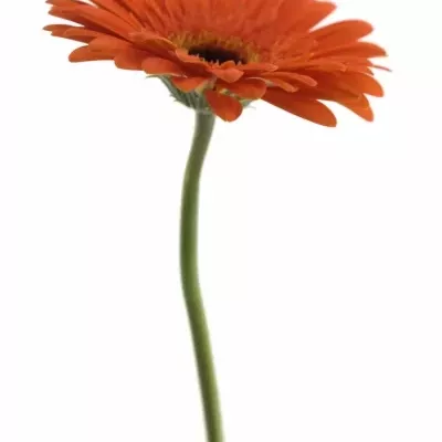 Gerbera GR CANDELA 