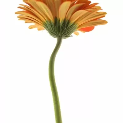 Gerbera GR CANDELA 