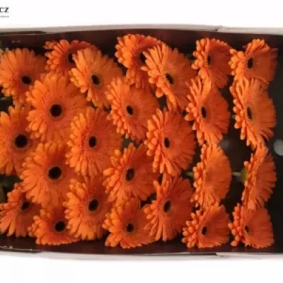 Gerbera GR CANDELA 