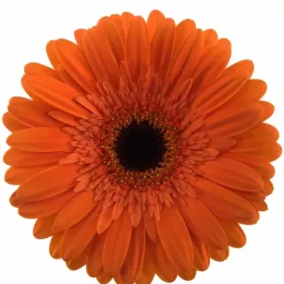 Gerbera GR CANDELA 