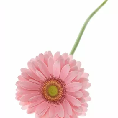 Gerbera GR CANDY GIRL