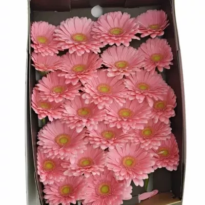 Gerbera GR CANDY GIRL