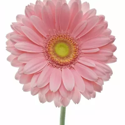 Gerbera GR CANDY GIRL