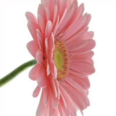 Gerbera GR CANDY GIRL