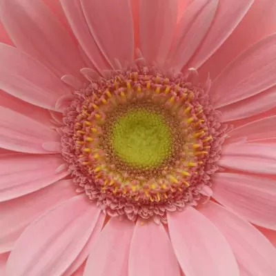 Gerbera GR CANDY GIRL