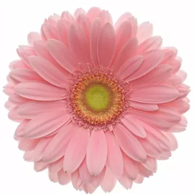 Gerbera GR CANDY GIRL