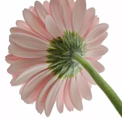 Gerbera GR CANDY GIRL