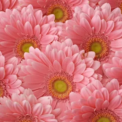 Gerbera GR CANDY GIRL