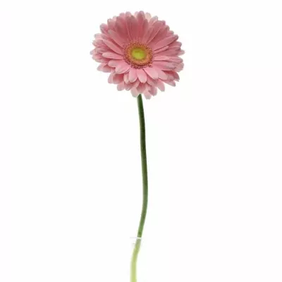 Gerbera GR CANDY GIRL