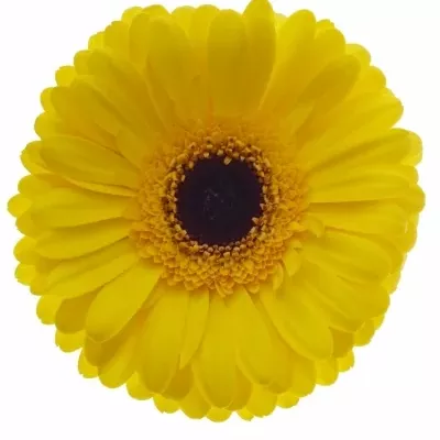 Gerbera GR CANLELIGHT 10cm