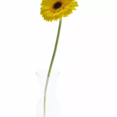 Gerbera GR CANLELIGHT 10cm