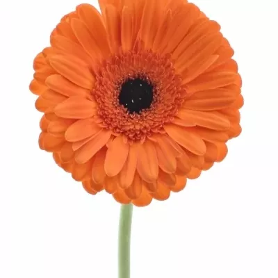 Gerbera GR CAPELLA