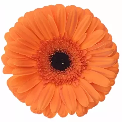 Gerbera GR CAPELLA