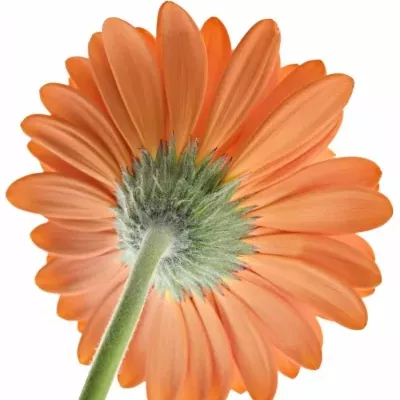 Gerbera GR CAPELLA