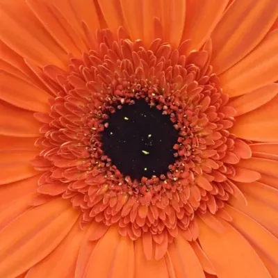 Gerbera GR CAPELLA